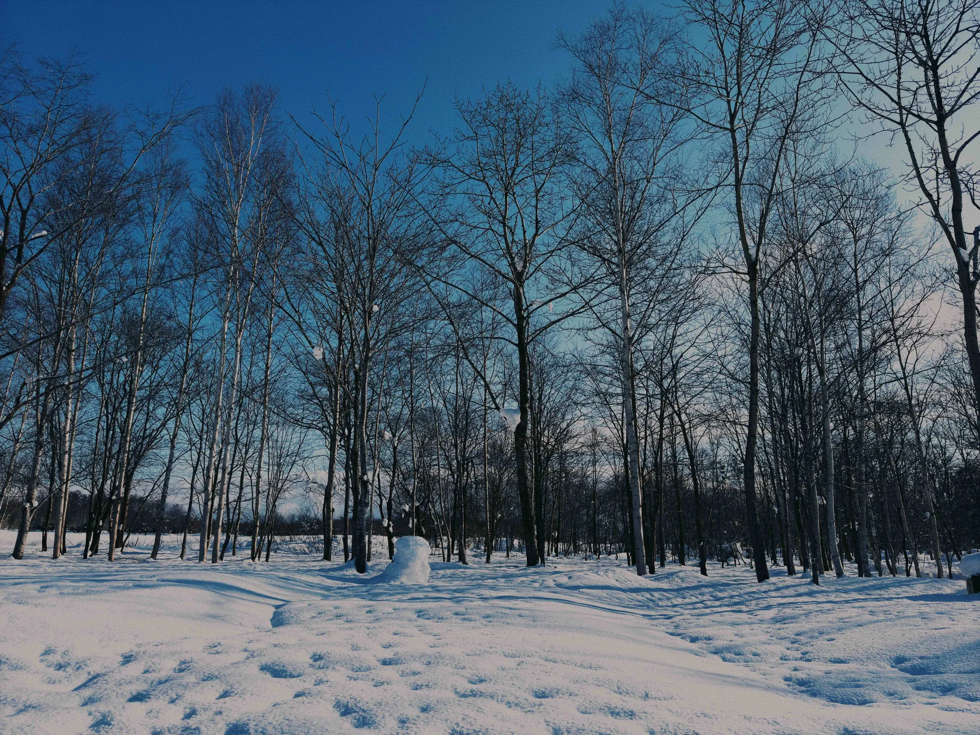 Snow-covered forest landscape at the foot of Mt. Yotei in winter
