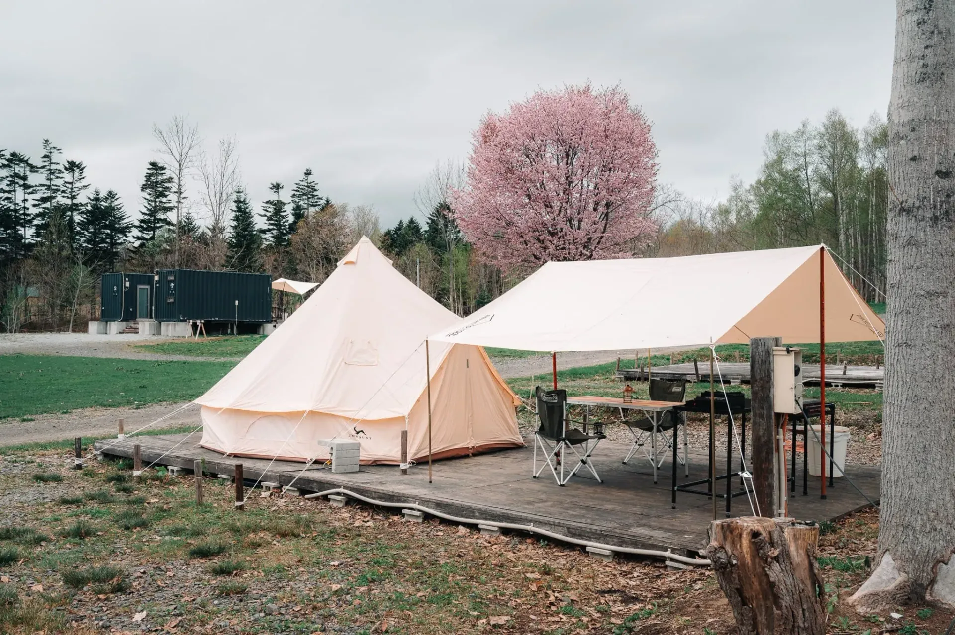 春のキャンプ場に設置されたベルテントと桜の風景